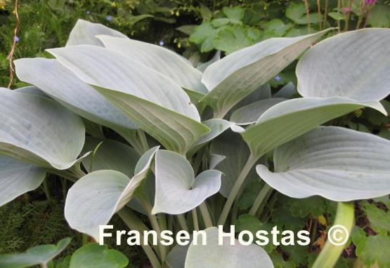 Hosta Blaue Venus